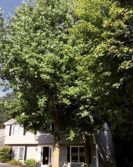 Before: a large tree covering the front of a two-story house