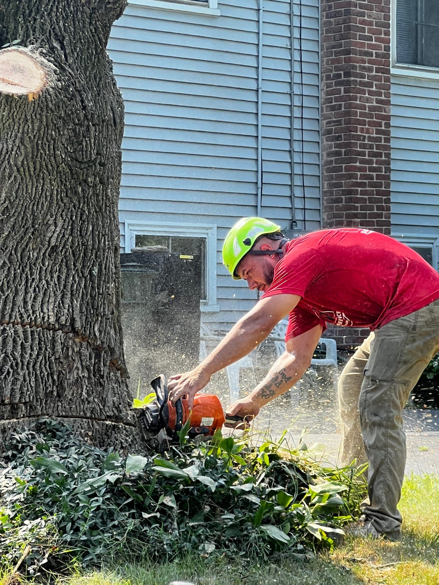 Crew member cutting a stump flush to the ground with a chainsaw