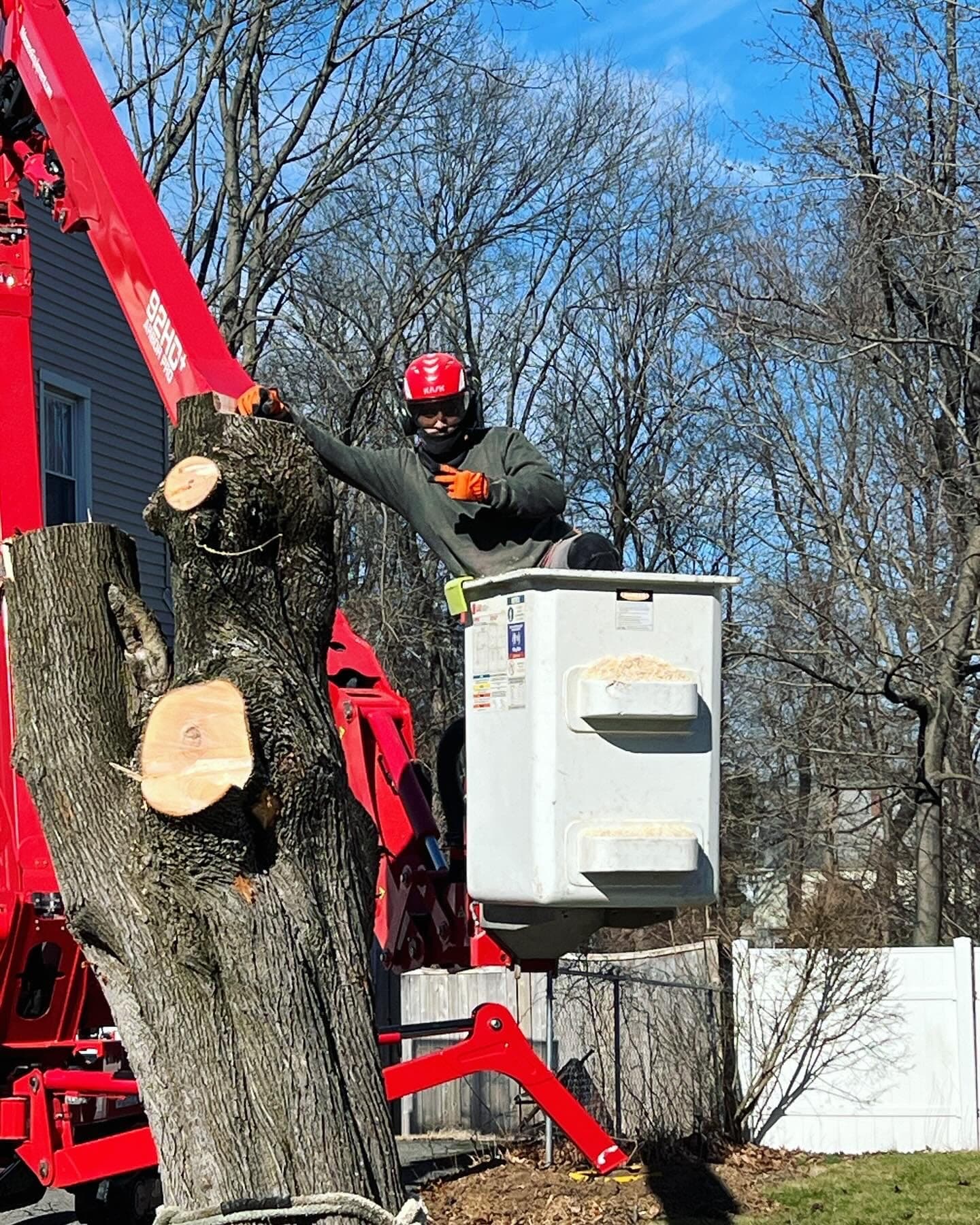 Crew member in a lift bucket cutting a tall trunk