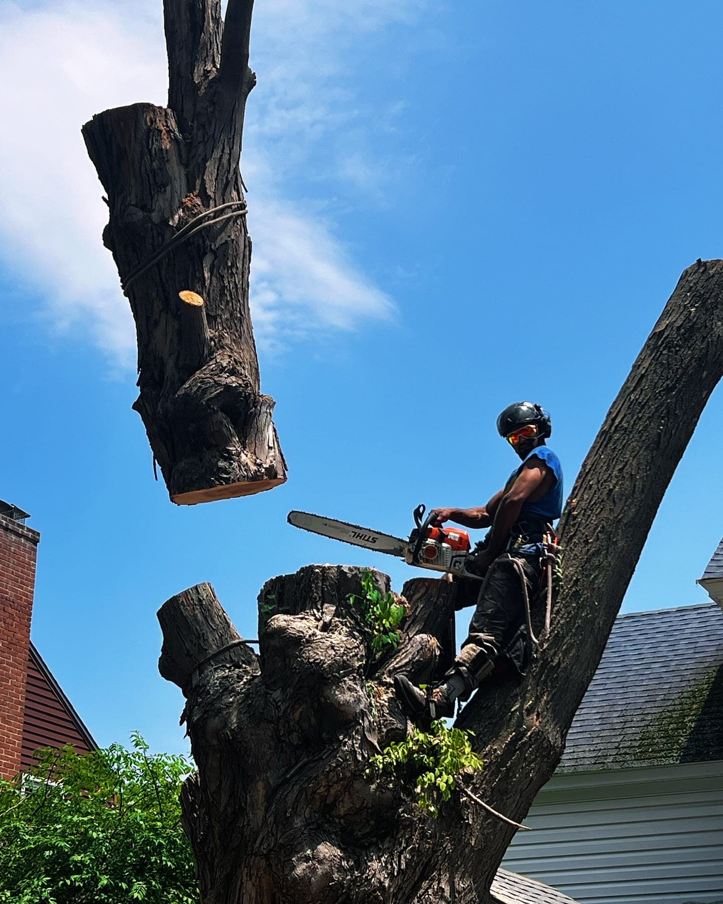 Climber with a chainsaw lowering a cut log from a large tree